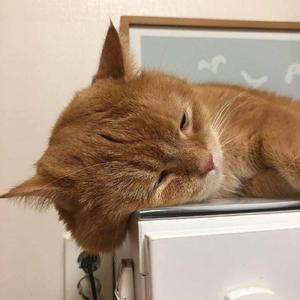 furry涩涩漫画❤网站
